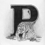 D-tale illustratie P tijger