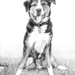 D-tale portret tekening hond Gismo